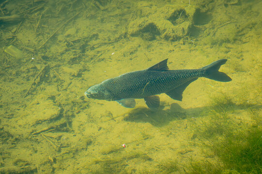 Eingebettet in ein smaragdgr&uuml;nes Unterwasserreich aus sanft wiegenden Halmen und goldenem Licht gleitet dieser Fisch fast wie schwerelos durch das kristallklare Element. Seine silbrig schimmernde Haut