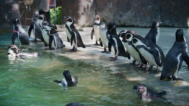 4K Group of playful Humboldt penguins in the water during feeding time.	

