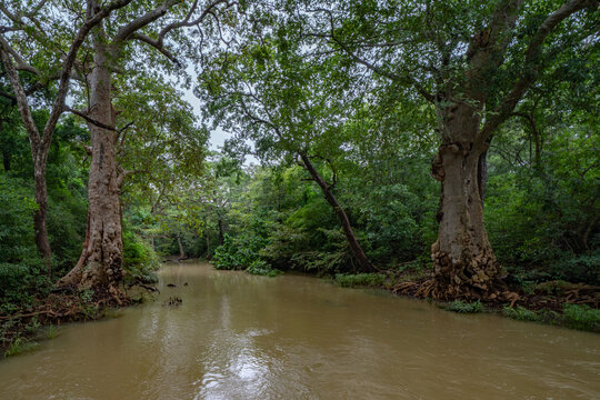 Yala National Park, the most famous park in Sri Lanka, with dry trees in the foreground at sunset