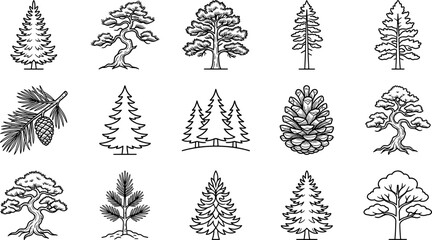 Hand-Drawn Evergreen Trees and Pine Cones Collection © Barokah