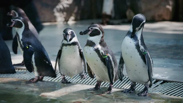 4K Group of playful Humboldt penguins in the water during feeding time.	

