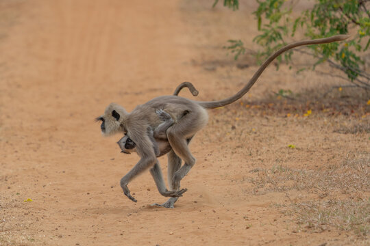 Gray langur monkey carrying its baby on a dirt path in the indian wilderness with wildlife, nurturing