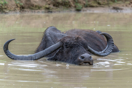 Large water buffalo bathing and cooling off in a murky pond during a hot summer day with wildlife