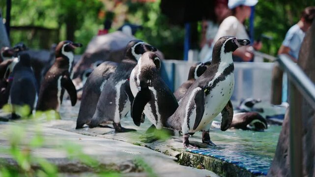 4K Group of playful Humboldt penguins in the water during feeding time.	
