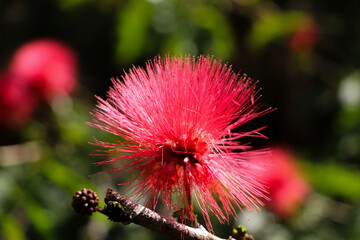Fototapeta premium Red powder puff (Calliandra haematocephala), a shrub native to tropical regions.