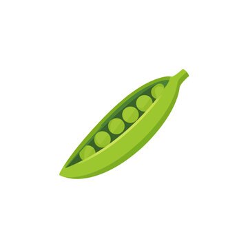 Fresh green pea pod with organic peas inside isolated graphic illustration isolated on transparent background, Vector