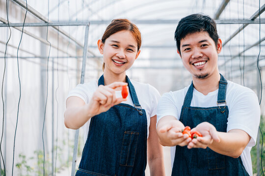A radiant Asian couple farmers in a greenhouse proudly holding organic tomatoes and vegetables