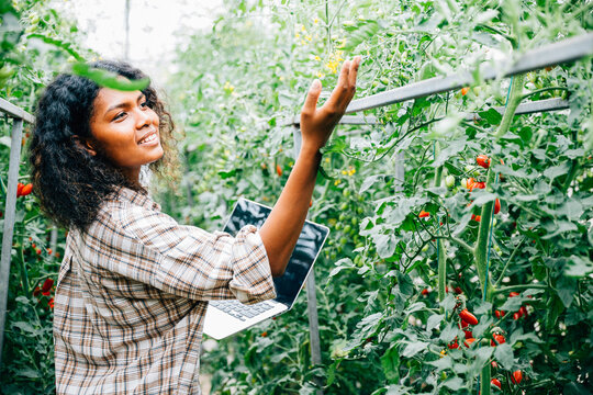 Female farmer inspects tomato quality in the greenhouse using a laptop