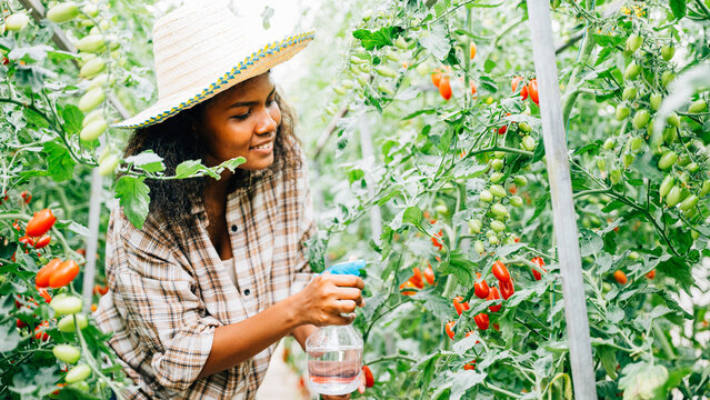 Black woman farmer in greenhouse diligently spraying water on tomato seedlings with a bottle