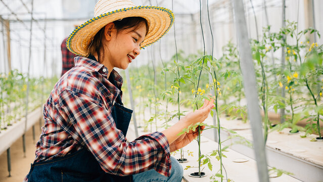 Woman in the greenhouse an entrepreneur and owner checks tomato plants for quality