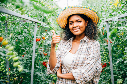 Female farmers cheerfully inspect tomato quality in a hydroponic greenhouse giving thumbs up