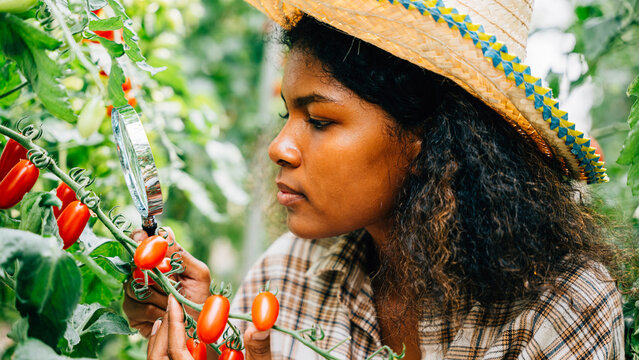 Botanist with a magnifying glass meticulously inspects a tomato plant for lice in herbology research ensuring vegetable quality