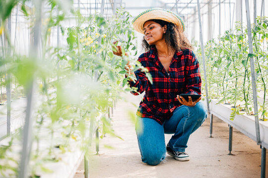 A farmer utilizes a tablet in a greenhouse examining tomato quality with precision