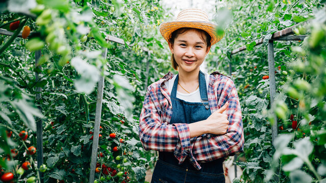 Portrait of a farm owner with crossed arms amid ripe green tomatoes