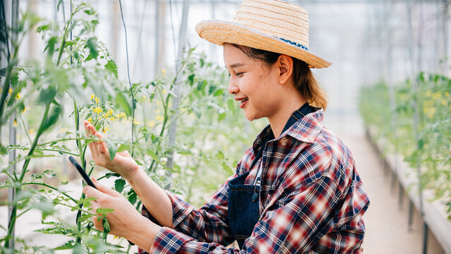 Agronomist uses tablet to explore tomato farm for increased productivity