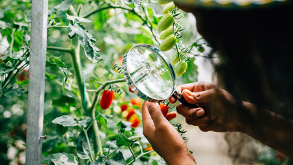 Obraz premium Botanist with a magnifying glass meticulously inspects a tomato plant for lice in herbology research ensuring vegetable quality