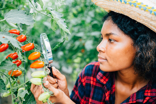 Close-up of a young woman farmer using a magnifying glass to examine tomato quality in a greenhouse