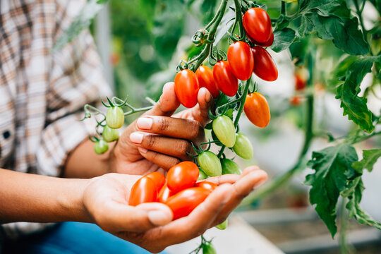 Close-up of farmer's hands holding cherry tomatoes in a greenhouse