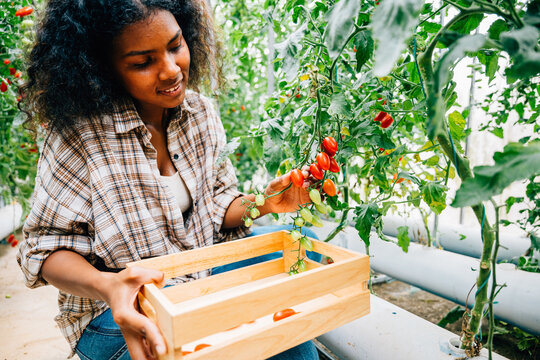 A cheerful black woman farmer amidst a sunny greenhouse picks ripe red tomatoes