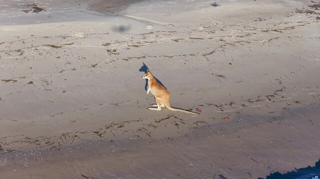Wild Wallaby Standing on Sandy Beach Shoreline at Sunrise