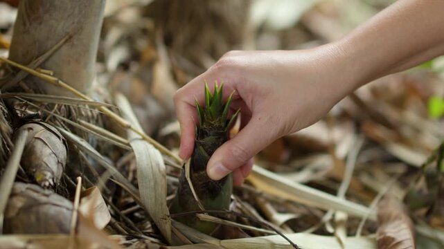 Close Up of Hand Touching Young Bamboo Shoot in Garden