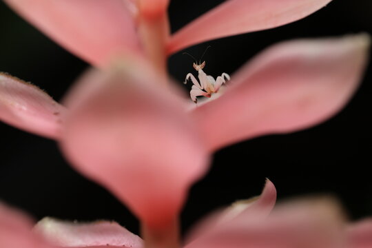 Orchid mantis (Hymenopus coronatus) It is known by various common names, including walking flower mantis, orchid-blossom mantid and orchid mantis. THAILAND