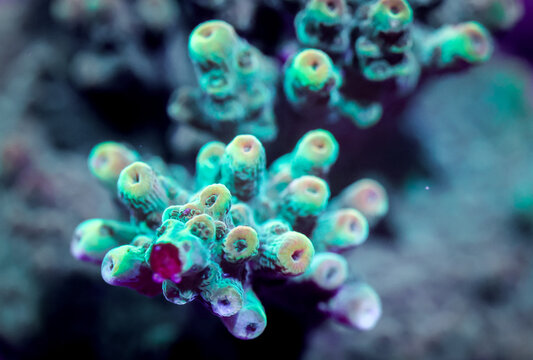 Strawberry Shortcake Acropora Coral Closeup