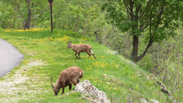 Alpine Ibex Grazing on a Grassy Slope in the Italian Alps