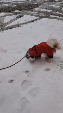 Small fluffy dog wearing orange coat walks across fresh snow during a windy winter day outdoor motion video footage clip