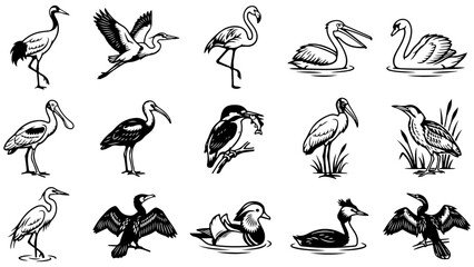 Obraz premium Set of black and white water bird illustrations including flamingo swan crane and wild waterfowl