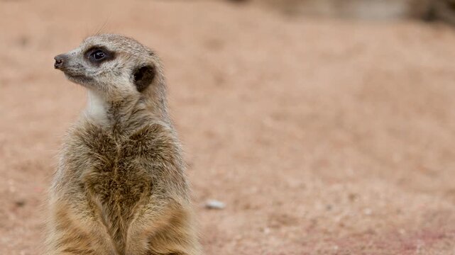 Alert Meerkat Standing Sentinel and Looking Around in the Desert