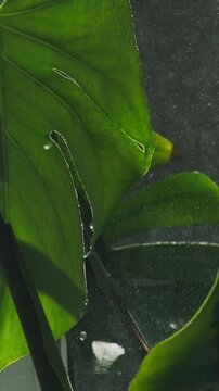 Water droplets slowly running off wet monstera leaves, tropical plant in slow motion.