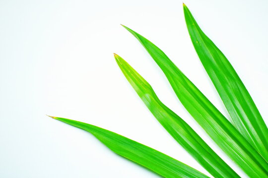 Fresh Green Aromatic Pandan Leaves Isolated on White Background
