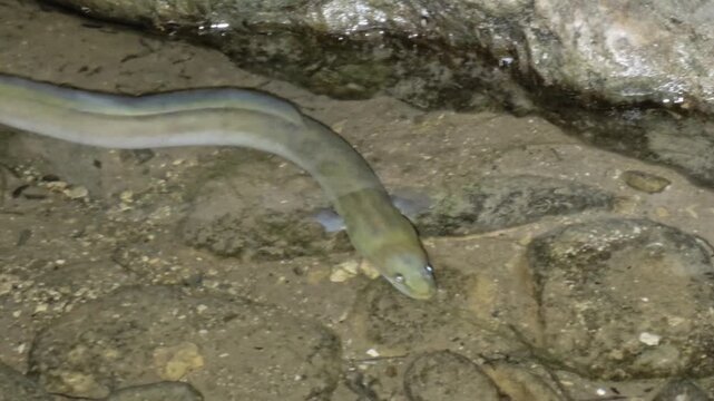 Endangered European Eel Resting on Streambed under Rock Ledge in Avakas Gorge Cyprus at Night, Close-Up Shot