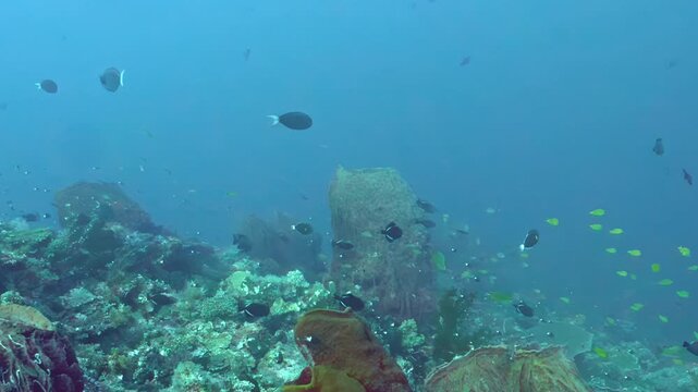 Small tropical fish dart around giant barrel sponges on deep underwater shelf during clear morning in Bali as sunlight filters through blue ocean waves to illuminate this peaceful marine sanctuary