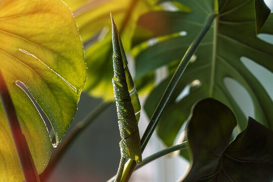 New monstera leaf among tropical foliage, warm natural botanical background.