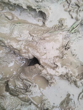 Wet Mud Texture Closeup in Paddy Field