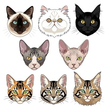 Set of various domestic cat breed head illustrations