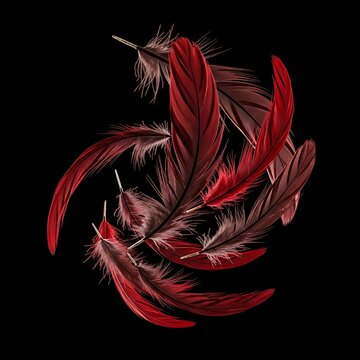 Elegant red feathers spiraling on a black background