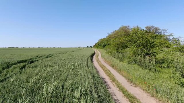 Aerial view of a winding dirt country road running alongside a lush green crop field and tree line in the Krasnodar Region near Anapa, Russia.