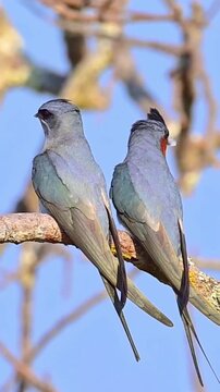 Two beautiful crested treeswifts perched side by side on a thin tree branch