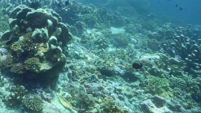 Sunlight dances across textured coral formations where tiny dark fish swim gracefully through colorful underwater world beneath Pacific Ocean surface during bright and peaceful summer afternoon.
