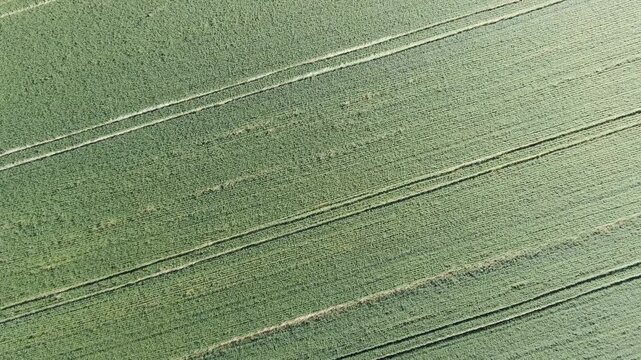 Aerial view of lush green agricultural fields and young crops growing in the Krasnodar Region near Anapa, Russia.