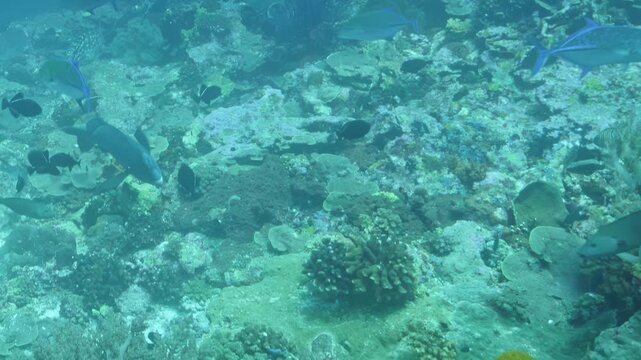 Blue triggerfish glide past ancient coral in the clear Pacific as schools of silver fish shimmer in the morning light above the colorful sea floor.