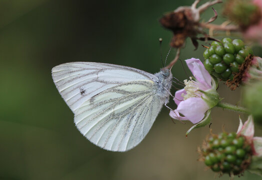 Green-veined white - Pieris napi