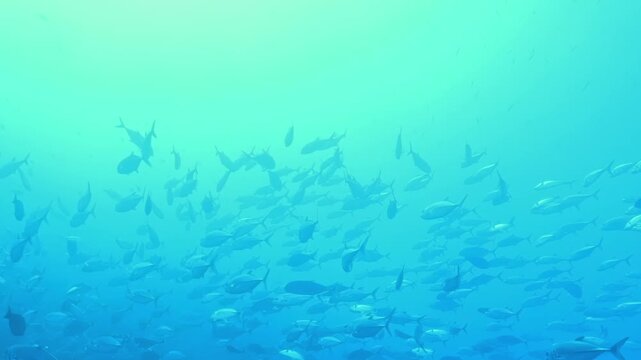 Massive schools of silver fish drift through the bright turquoise waters of the Pacific Ocean under the warm midday sun.