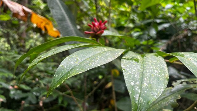 Vibrant red Costus barbatus flower blooming amidst thick, unique speckled green foliage in a wild tropical jungle environment. Close-up shot with beautiful shallow depth of field highlighting exotic