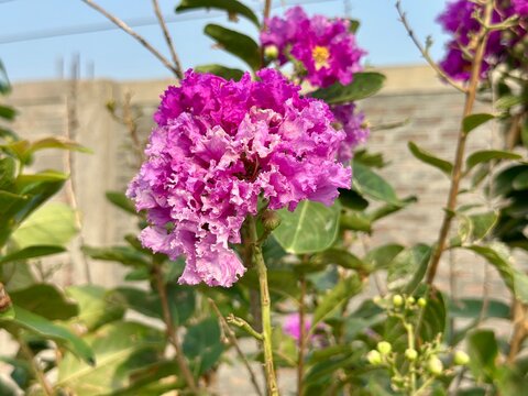 Close up of vibrant pink crape myrtle flowers blooming in a sunny garden with a blurred background.