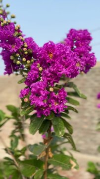 Beautiful bright purple crape myrtle flowers blooming on a branch with green leaves against a blurred background.