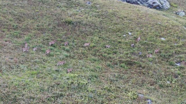Aerial view of a herd of wild Caucasian chamois grazing on a steep grassy slope in the high-altitude biosphere reserve of Sochi, Krasnodar Region, Russia.